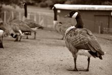 Crewe Queens Park