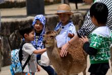 Tame deer at Itsukushi island