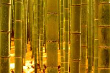 Bamboo forest