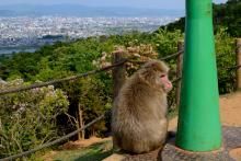 Ape over Kyoto