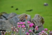 Robin redbreast