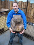 Wombat