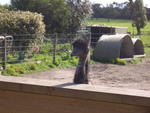 Emu