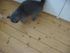 Video: Katze + Laserpointer 1