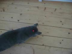 Video: Katze + Laserpointer 2