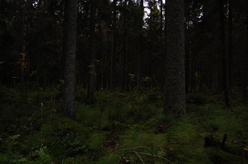 wald 2.JPG