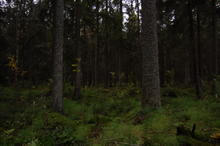 wald 3.JPG