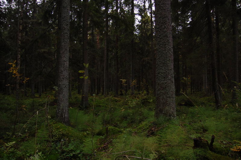 wald 3.JPG