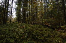 wald.JPG