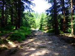 2008_07_27_(11-28-26)-Brockenwanderung_(Harz)