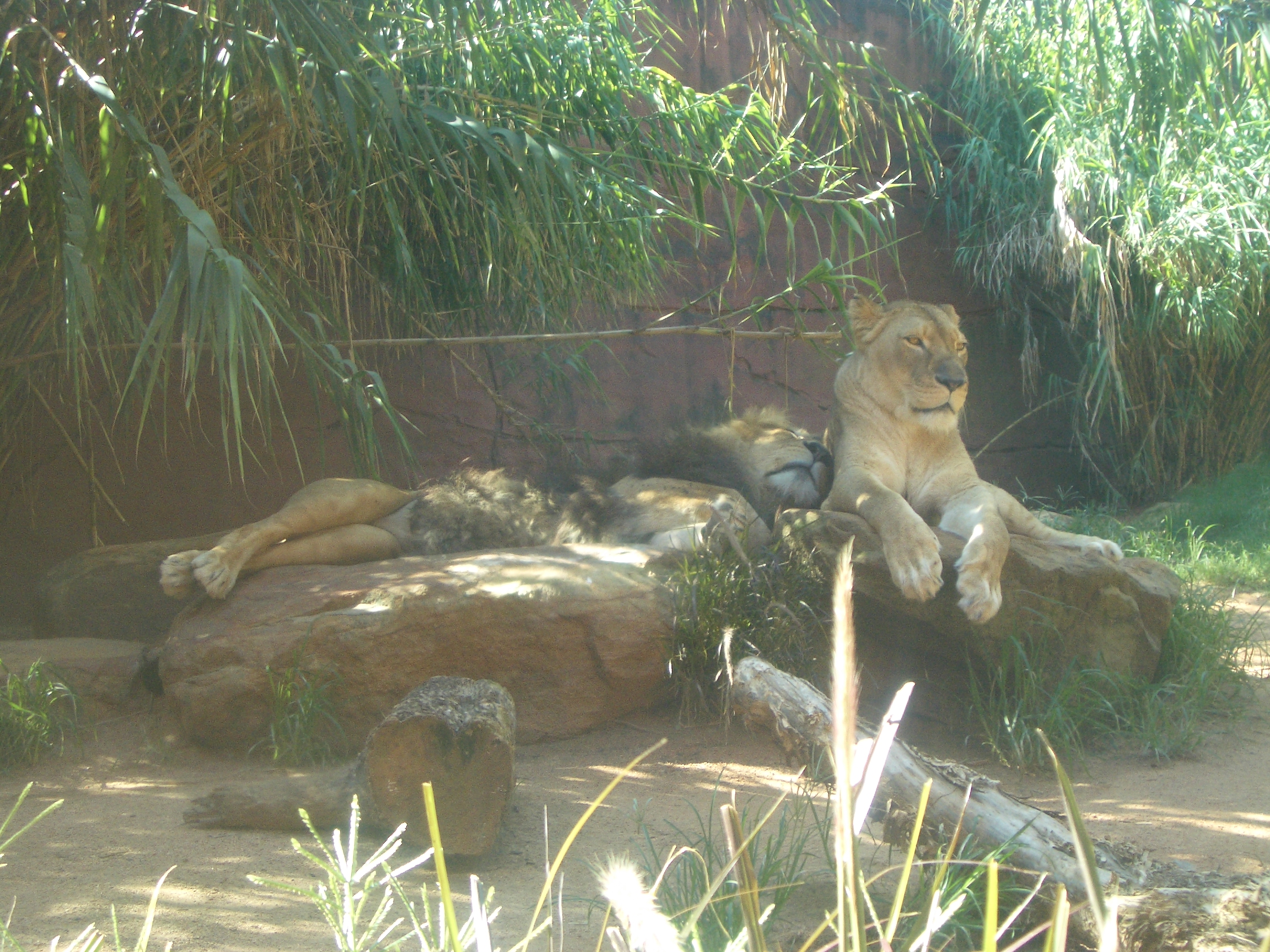 IMGP0743.JPG