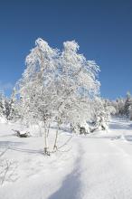 Winterwanderung im Harz